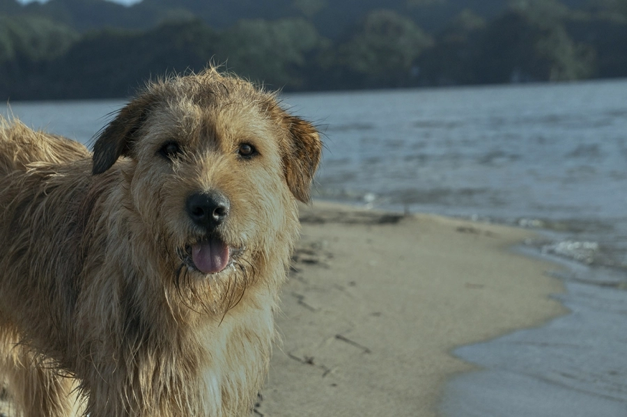 Arthur: Chú chó kiên cường