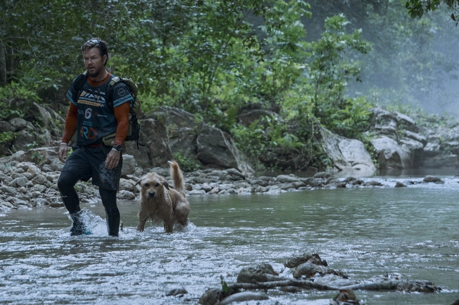 Arthur: Chú chó kiên cường