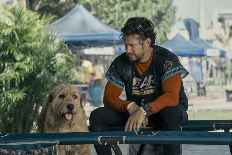 Arthur: Chú chó kiên cường