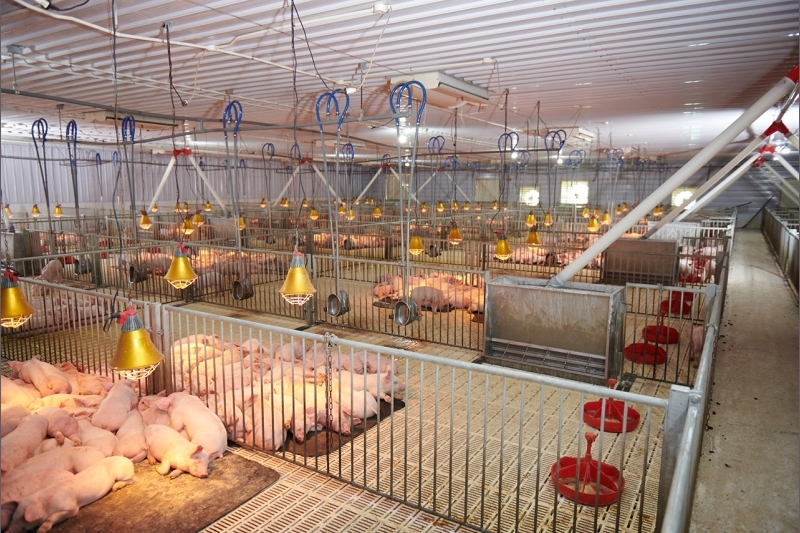 GREENFEED Việt Nam được vinh danh trong Top các công ty chăn nuôi heo lớn nhất Thế giới 2024